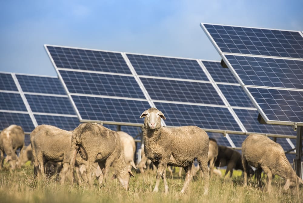 solar on a farm